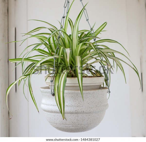 Beautiful\
Spider Plant hanging from a Ceramic\
planter