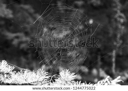 Similar – Image, Stock Photo Mushroom glow in the moor