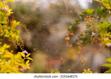 Beautiful Spider Web Between Hedges 