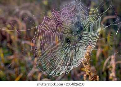 Beautiful spider web close-up on the background of nature. Selective frocus