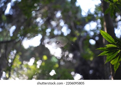 Beautiful Spider Web In Forest 