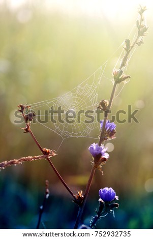 Similar – Runder Lauch ( Allium rotundum)