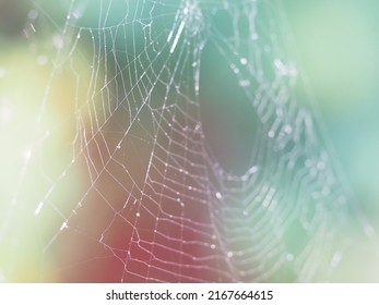 Beautiful Spider Web In The Sun