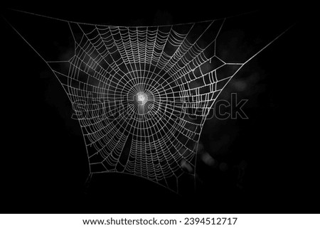 Beautiful spiders web in nature