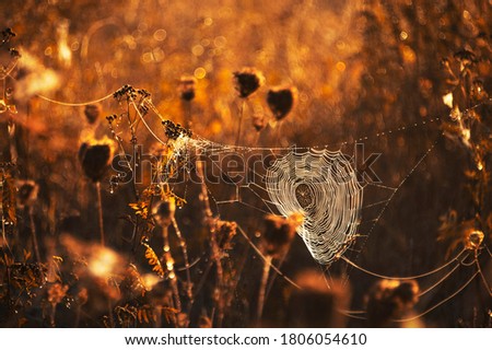 Similar – Grasses, plants and flowers in a field backlit by the evening sun