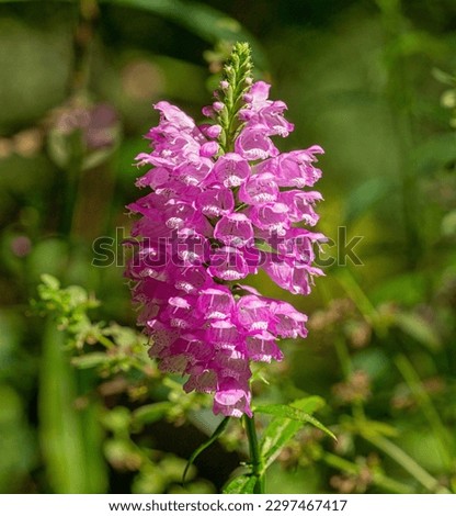 A beautiful spike of flowers of the Obedient Plant , Physostegia virginiana. Closeup of the bright pink flowers with leaves visible below the flower spike. Photographed in early fall in Tenneesee. 