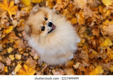 A beautiful Spitz on its hind legs. Top view.Autumn background