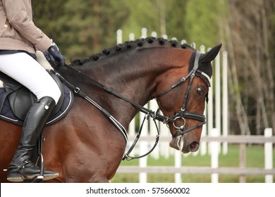 Beautiful Sport Horse Portrait In Horse Show