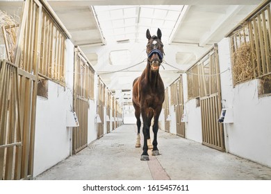 Beautiful sportive horse standing in stable tied to chains during grooming and petting before riding. Professional caring about purebred pet - Powered by Shutterstock