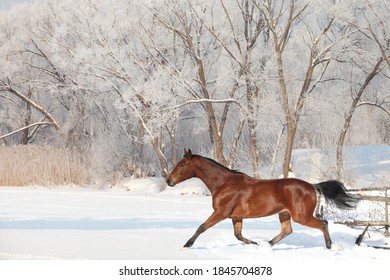 Beautiful sports horse runs in winter woods