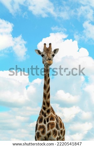 Similar – Giraffes in masai mara in kenya africa