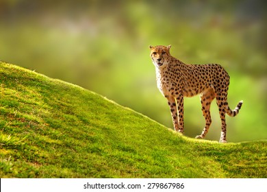 Beautiful spotted Cheetah standing on a green grass hill with a blurred tree background looking forward at the camera