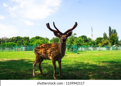 A Beautiful Spotted Dear In The Zoo