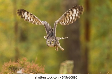 Beautiful Spotted Eagle Owl Flying