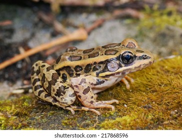 pickerel frog vs leopard frog