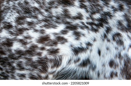 Hermosa piel manchada de cerca. Textura de lana de animales marrones. Pieles de perro.