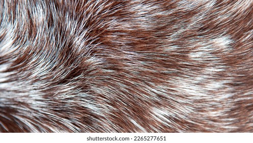 Beautiful spotted fur close-up. Texture of brown animal wool. Dog fur. - Shutterstock ID 2265277651