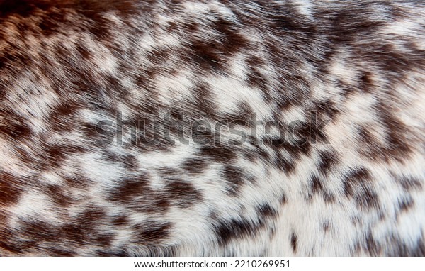 Beautiful Spotted Fur Closeup Texture Brown Stock Photo 2210269951 ...