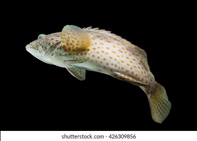 Beautiful Spotted Grouper Fish/swimming Rock Cod Fish/jump Fish/tropical Coral Grouper Fish On Black/curve Of Fish/popular Fish In Seafood /giant Fish Species In Growth 