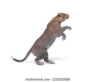 Beautiful spotted leopard big cat standing up on hind legs raising paws before jumping up - Shutterstock ID 2120325008