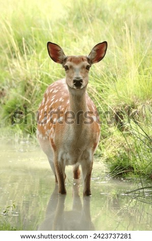 Beautiful spotty sika deer female