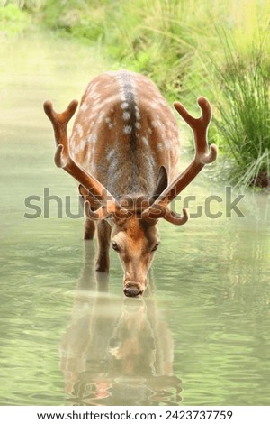 Beautiful spotty sika deer male