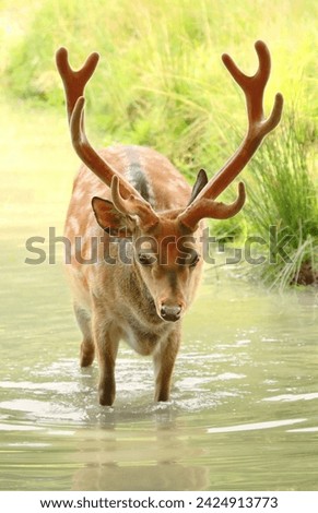Beautiful spotty sika deer male