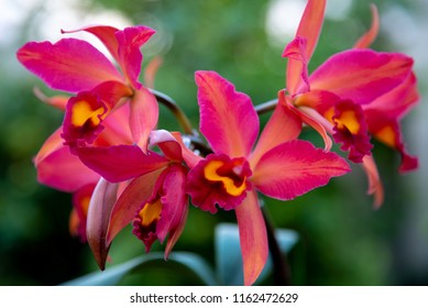 Beautiful sprays of Cattleya orchid flowers against a blurred green background.
