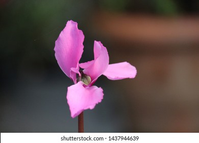 Beautiful sprays of Cattleya orchid flowers against a blurred background.