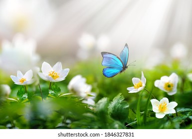 Beautiful spring  background with blue butterfly in flight and flowers anemones in forest on nature. Delicate elegant dreamy airy artistic image harmony of nature. - Shutterstock ID 1846327831