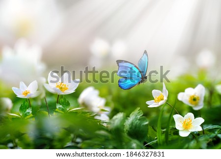 Beautiful spring  background with blue butterfly in flight and flowers anemones in forest on nature. Delicate elegant dreamy airy artistic image harmony of nature.