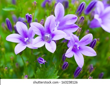 Beautiful spring background with campanula bouquet. - Powered by Shutterstock