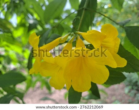 Beautiful spring background featuring blooming Tecoma stans, widely known as Yellow Bells, Huang zhong hua, and Peeli Ghanti in a lush tropical garden.