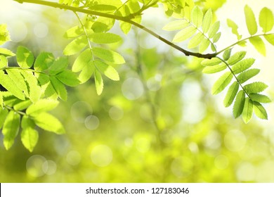 Beautiful spring background with green leaves