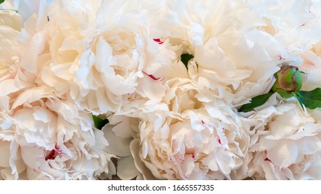 Beautiful Spring Background Made Of Fresh Blossoming White Peonies Flowers. Luxury Floral Backdrop Or Mock Up With Space For Text. Modern Trend, Springtime In Full Bloom Concept