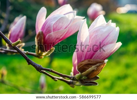 Similar – Image, Stock Photo solitary flower Garden