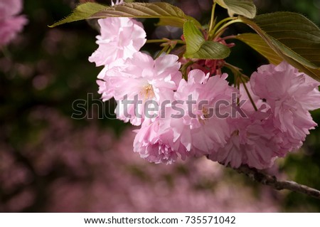 Similar – Image, Stock Photo solitary flower Garden