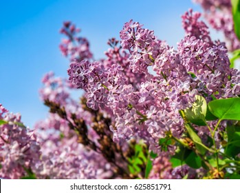 beautiful spring background. pink lilac flowers closeup on a branch. blurred background of blossoming garden in springtime Stock Photo