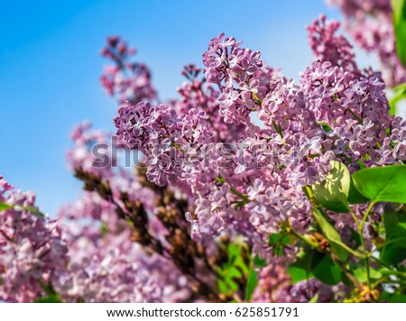 Similar – Image, Stock Photo solitary flower Garden