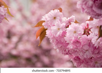 beautiful spring background with pink Sakura flowers closeup on a branch on the blurred background of blossoming garden in springtime Stock Photo