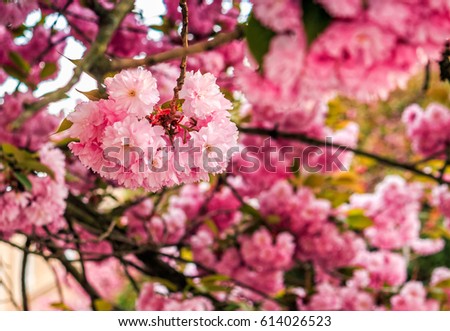 Similar – Image, Stock Photo solitary flower Garden