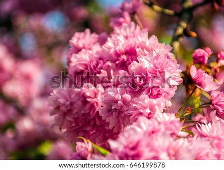 Similar – Image, Stock Photo solitary flower Garden