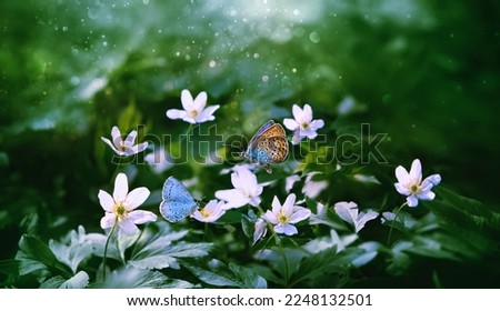 Beautiful spring background. white flowers and butterflies in forest, abstract natural green backdrop with primroses (anemones) close up. Gentle fairy floral nature image. spring blossoming season