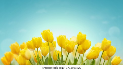 Beautiful Spring background with yellow tulips on blue sky. Fresh growing tulips in spring garden.