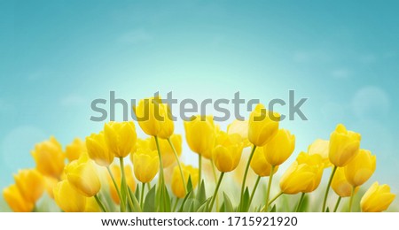 Beautiful Spring background with yellow tulips on blue sky. Fresh growing tulips in spring garden.