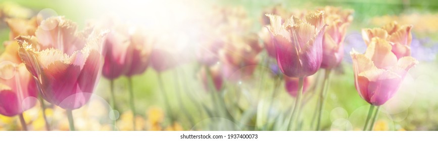 Beautiful Spring Banner With Flowers Against The Green Grass. Panoramic Natural Sunny Landscape. Blossoming Tulips In The Rays Of Sunlight. Mixed Media Poster.