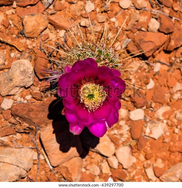 Beautiful Spring Blooming Cactus Plants Sedona Stock Photo Edit Now 639297700