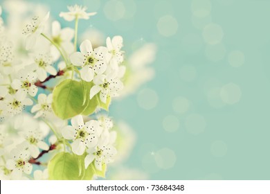 Beautiful Spring Bradford Pear Tree Blossoms Against A Blurred Peaceful Blue Background.