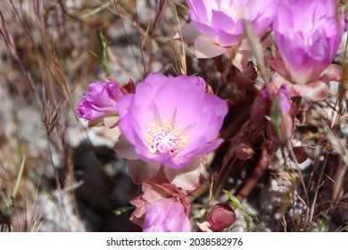 Beautiful Spring California Wild Flowers 