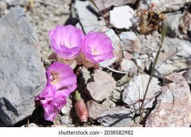 Beautiful Spring California Wild Flowers 